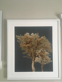 Sisters, Limited Edition Photograph, Trees, Framed, Color Photograph