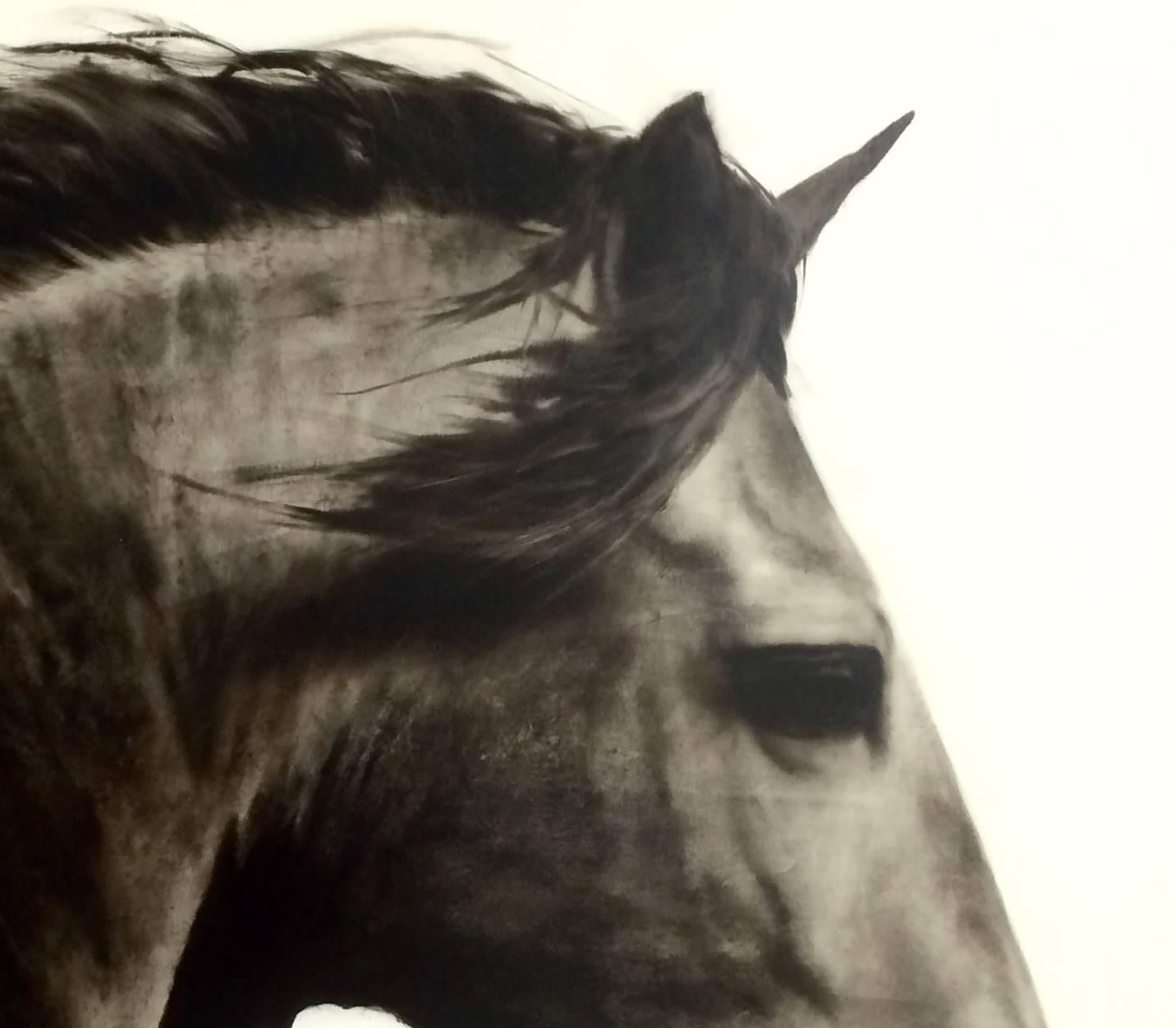 Flee to Freedom:: Hyperrealistisches Gemälde:: Pferd:: Reiterkunst:: Schwarz-Weiß 2