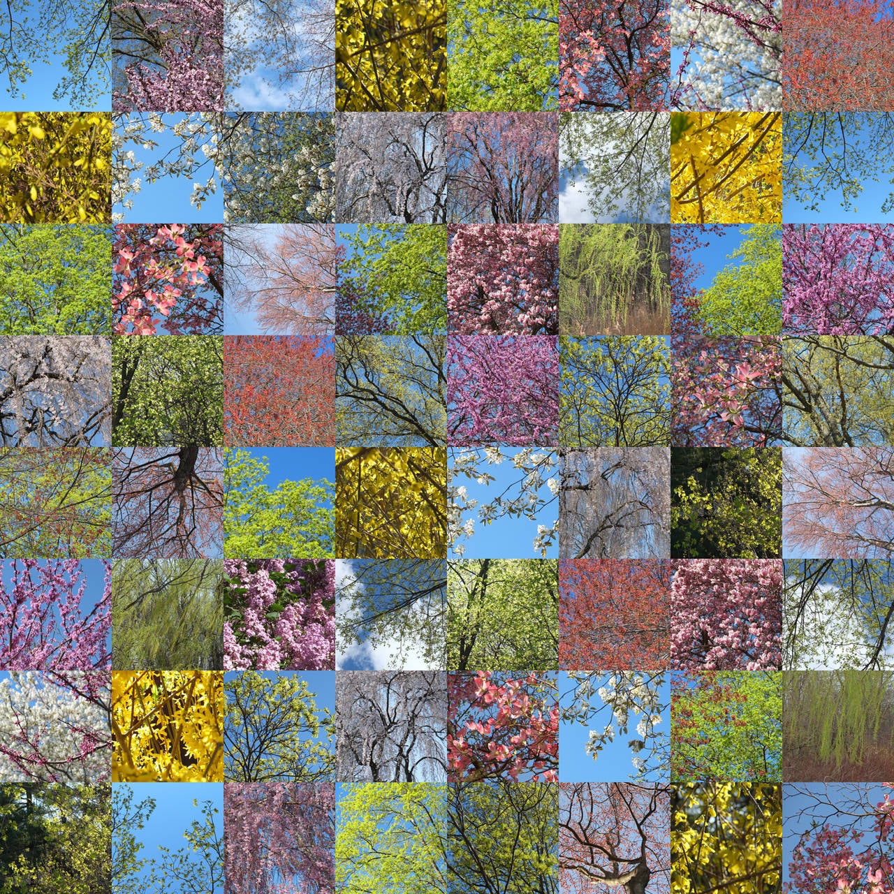 Maria Passarotti Color Photograph - Spring Blooms