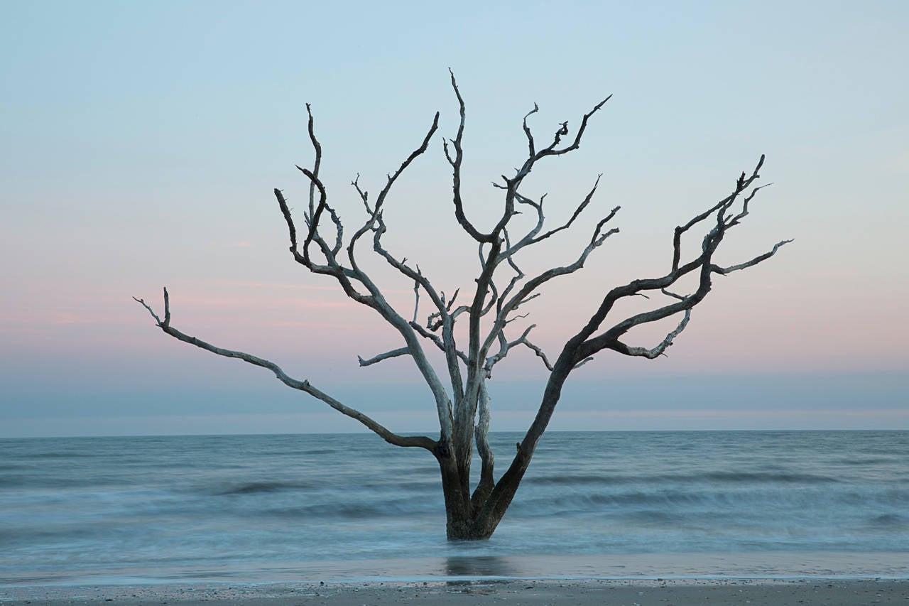 Landscape Photograph di Carolyn Monastra - Albero nel mare (#5)