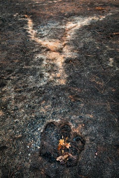 Stump hole and ash from a burned tree, East Bastrop, Texas