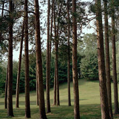 Forest 12