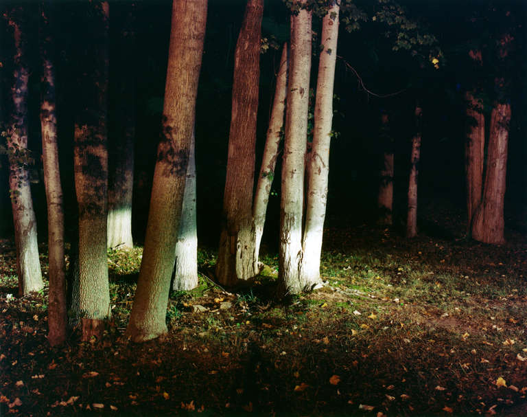 Maria Passarotti Color Photograph - Woods