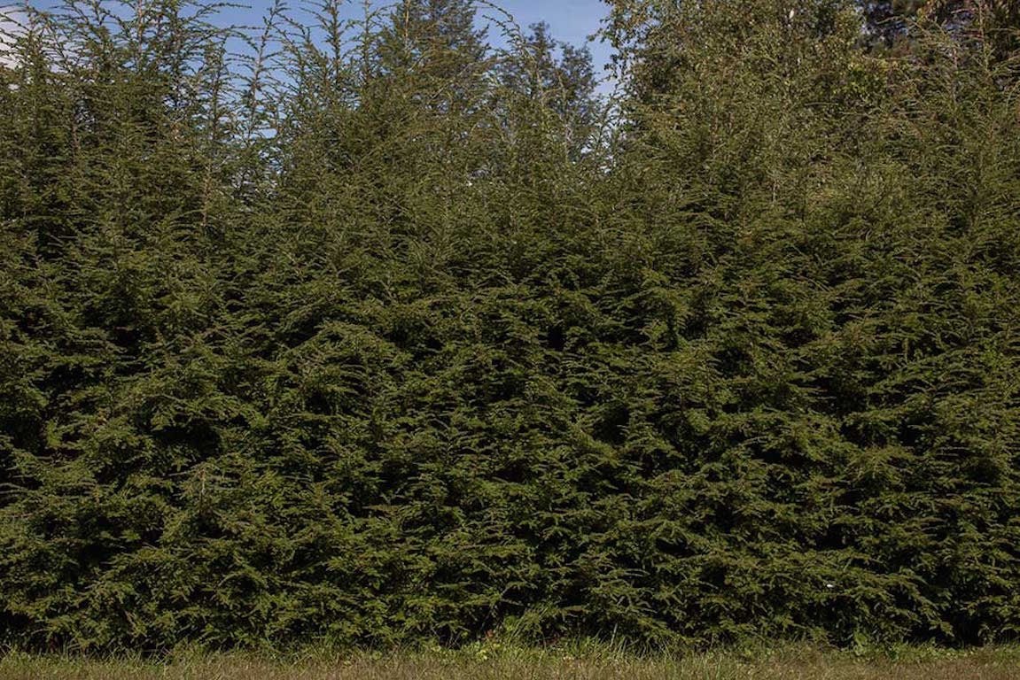 Danelle Manthey Landscape Photograph - Tree Line