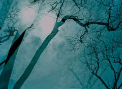 Prospect Park 8 12