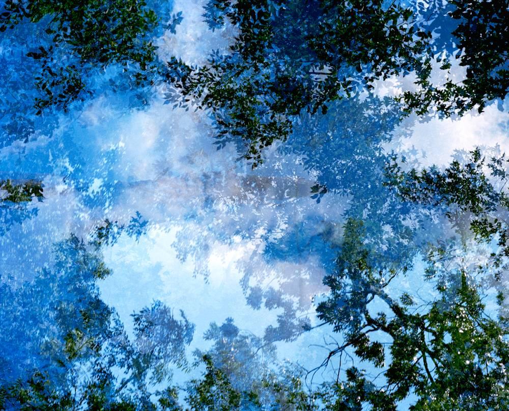Leah Oates Landscape Photograph - Transitory Space (Sky Blue Tree 23 Blue, Prospect Park Brooklyn)