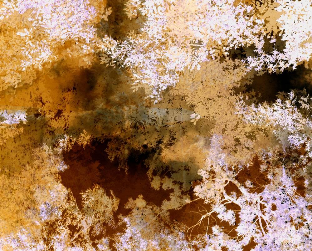 Leah Oates Landscape Photograph – Transitory Space ( himmelblauer Baum 23 Gelb, Prospect Park Brooklyn)