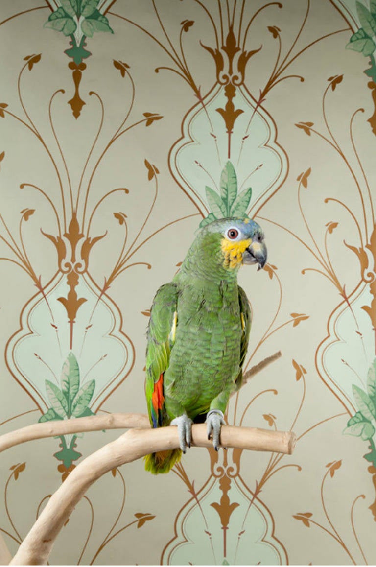 Claire Rosen Portrait Photograph - Blue Front Amazon Parrot
