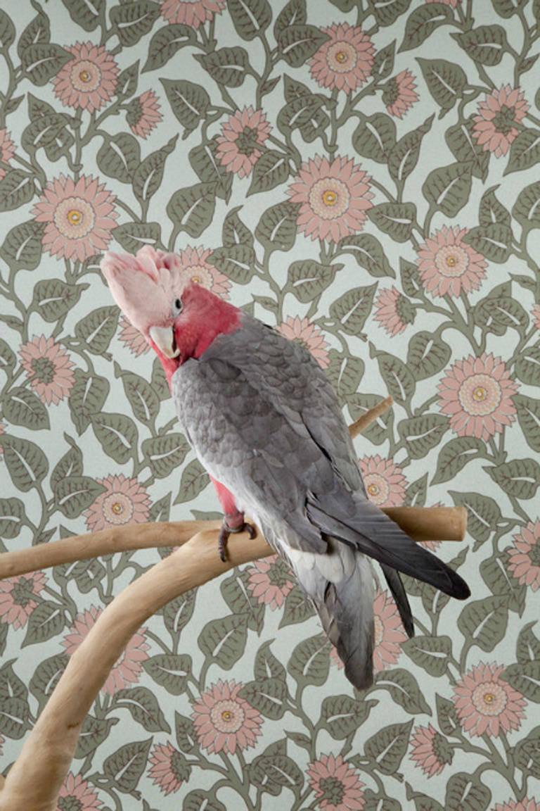 Claire Rosen Portrait Photograph - Rose Breasted Cockatoo