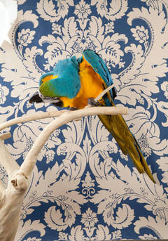 Blue & Gold Macaw No. 7402