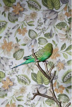 Fancy Parakeet No. 0091