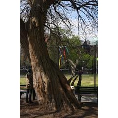 Tree Reflections 5