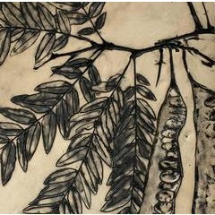 Honey Locust 11