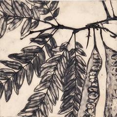 Honey Locust Tree 8