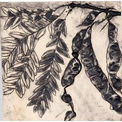 Honey Locust 2 12