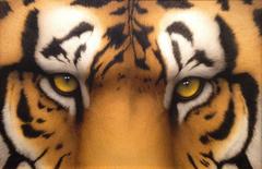 Tiger Eyes II