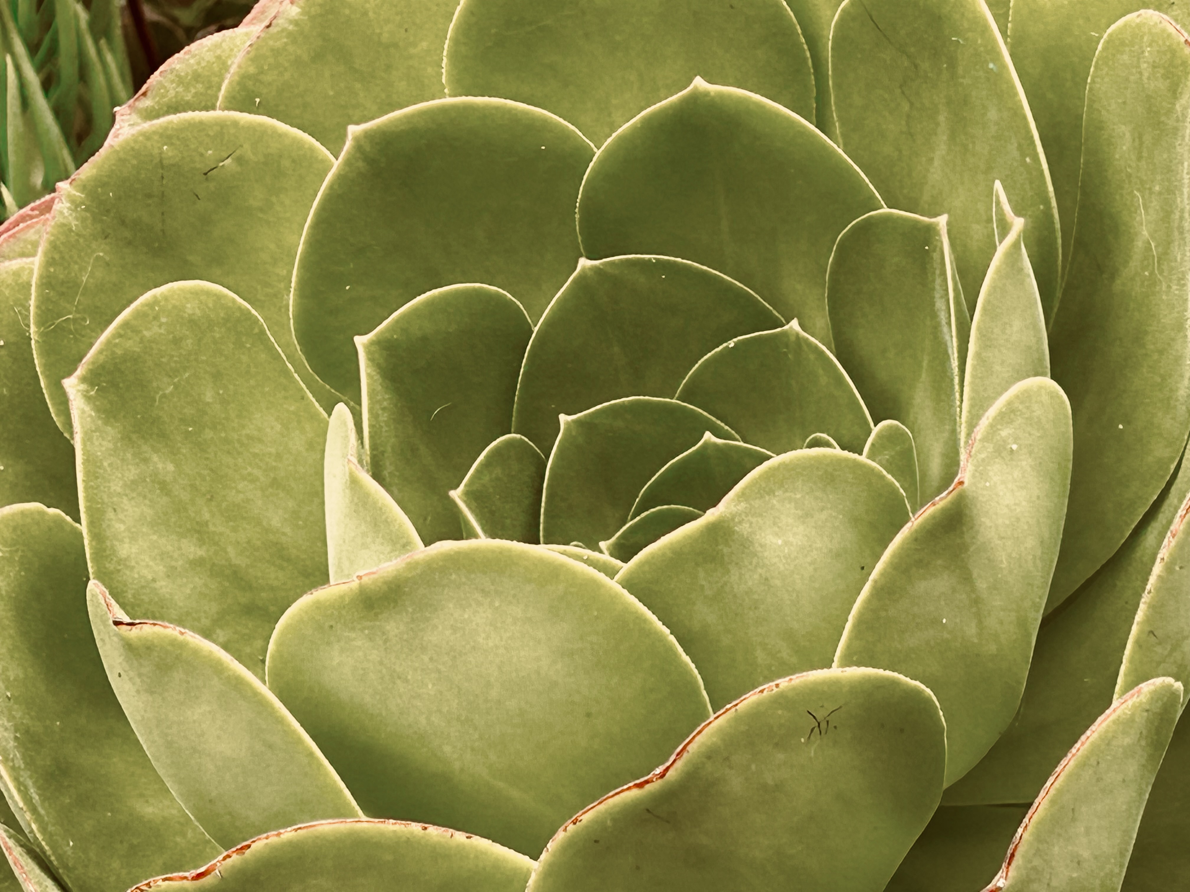 Whispering Green - Contemporary Succulent Botanical Fine Art Photography