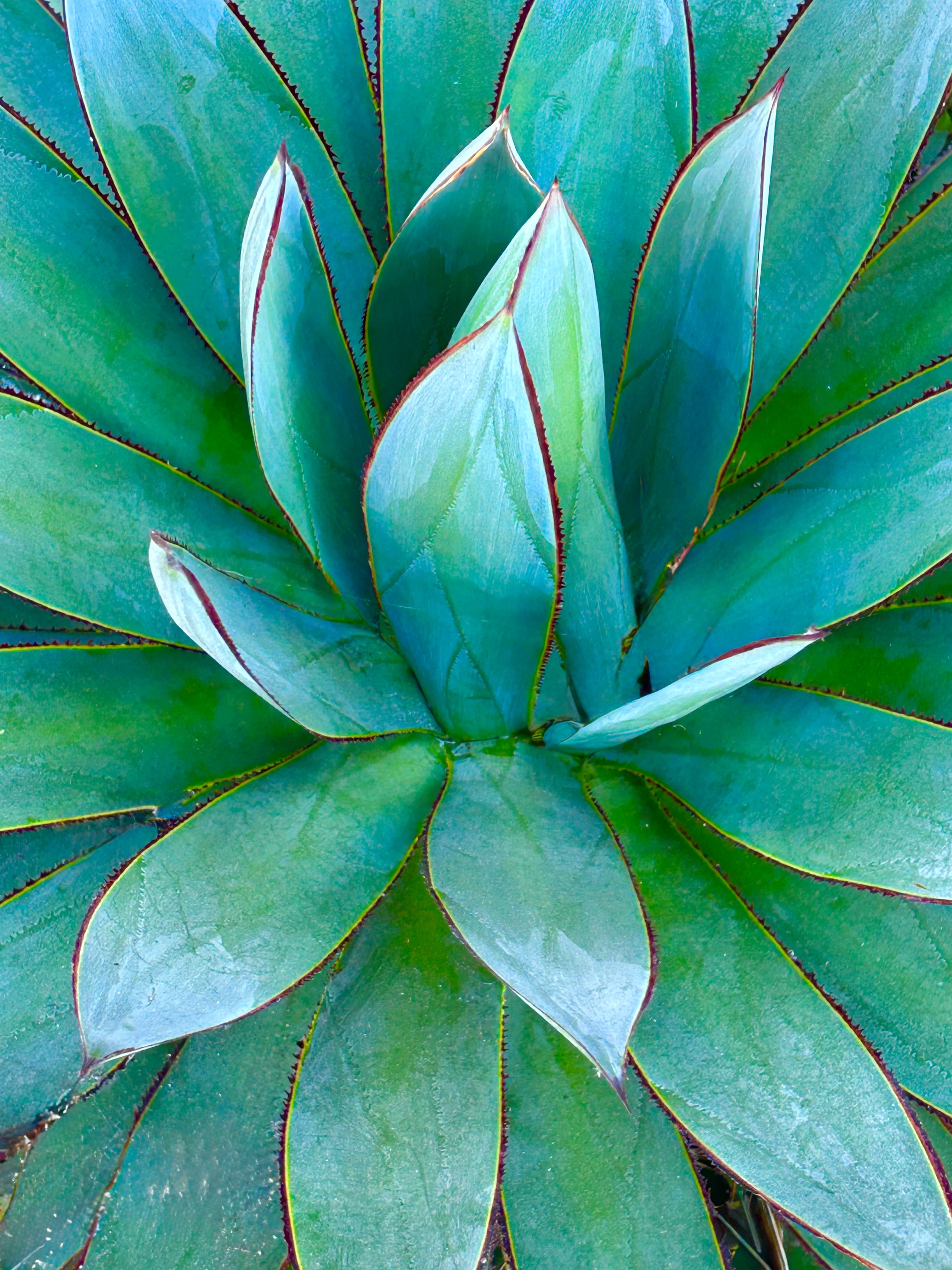 « Couronnée par la lumière de la mer » - Photographie d'art contemporaine sur le thème botanique de l'agave