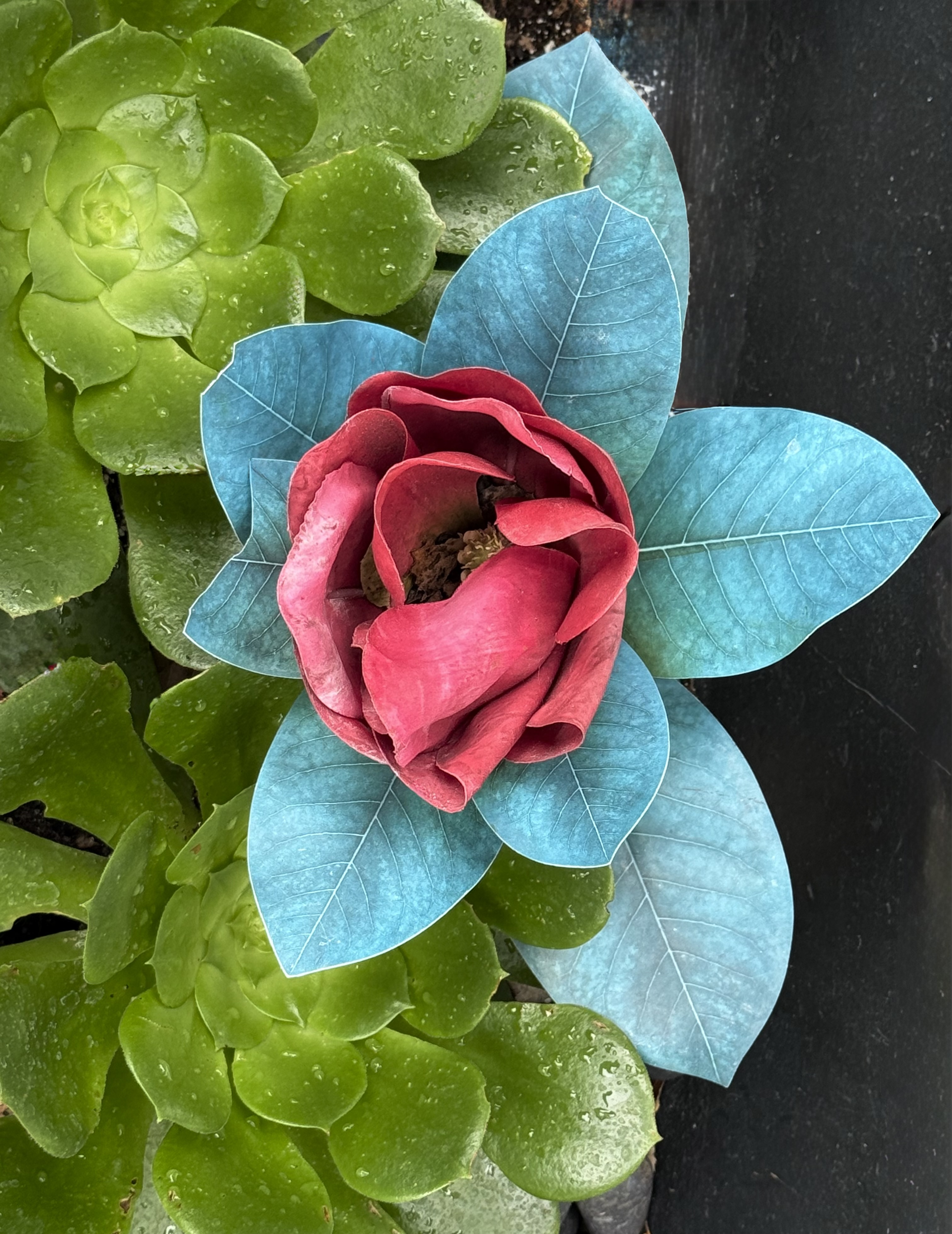 Verdant et Vermilion - Photographie d'art contemporaine sur le thème des fleurs et de la botanique