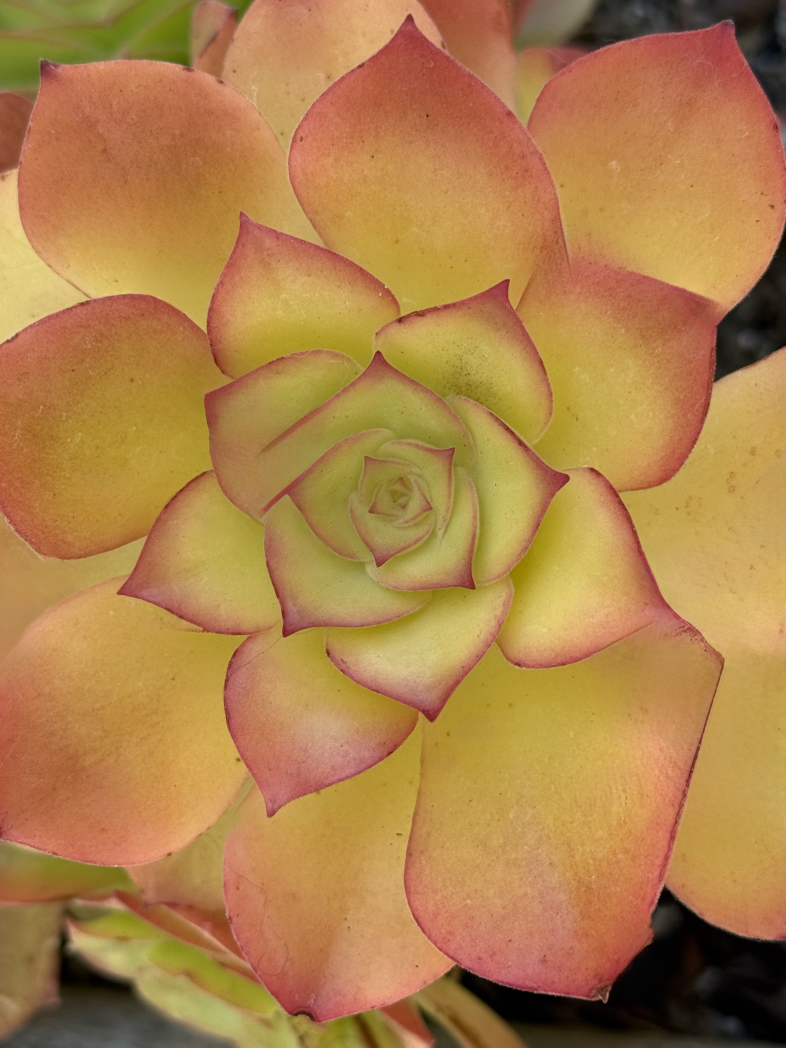 Golden Blush - Contemporary Succulent Botanical Fine Art Photography