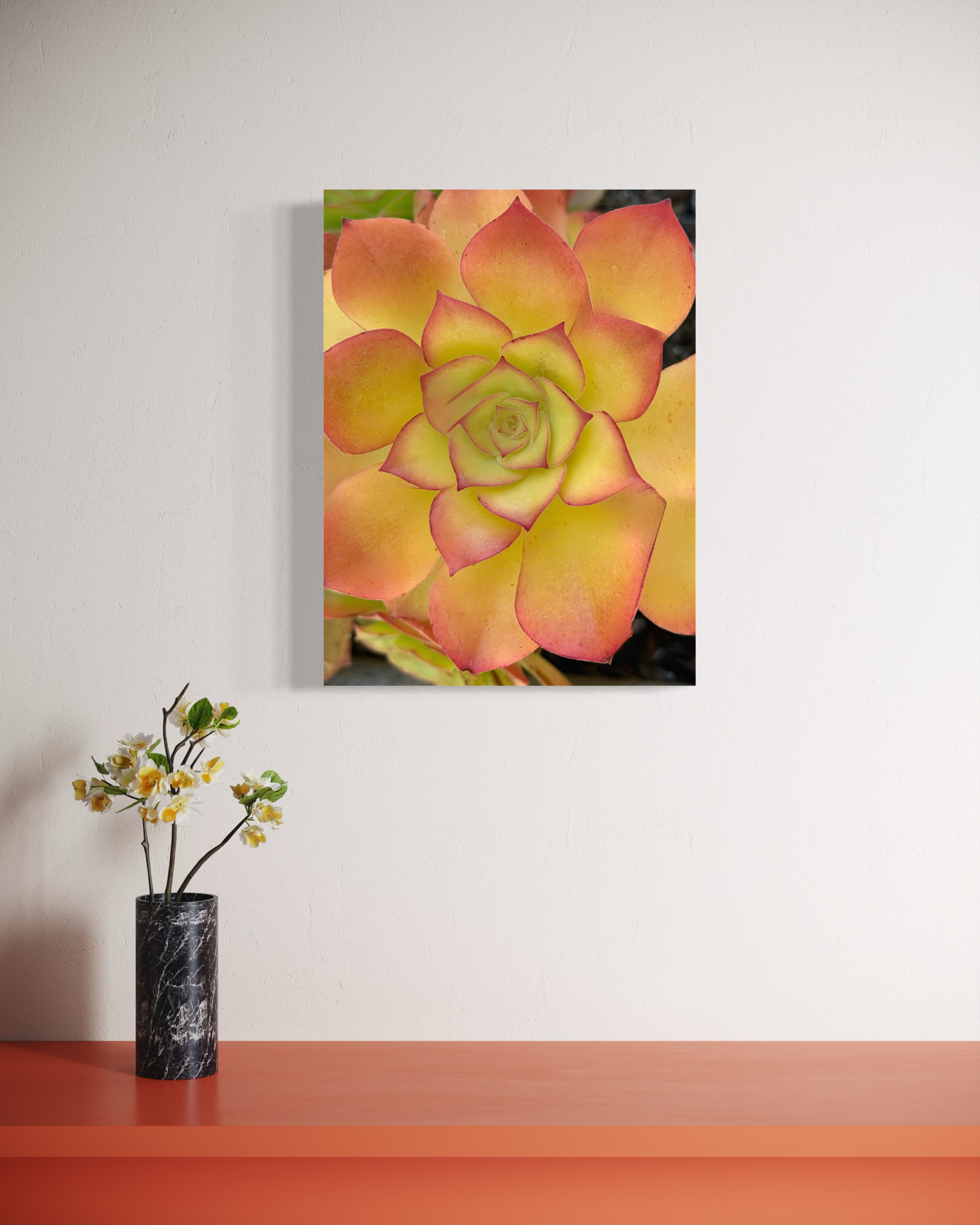 Golden Blush - Contemporary Succulent Botanical Fine Art Photography