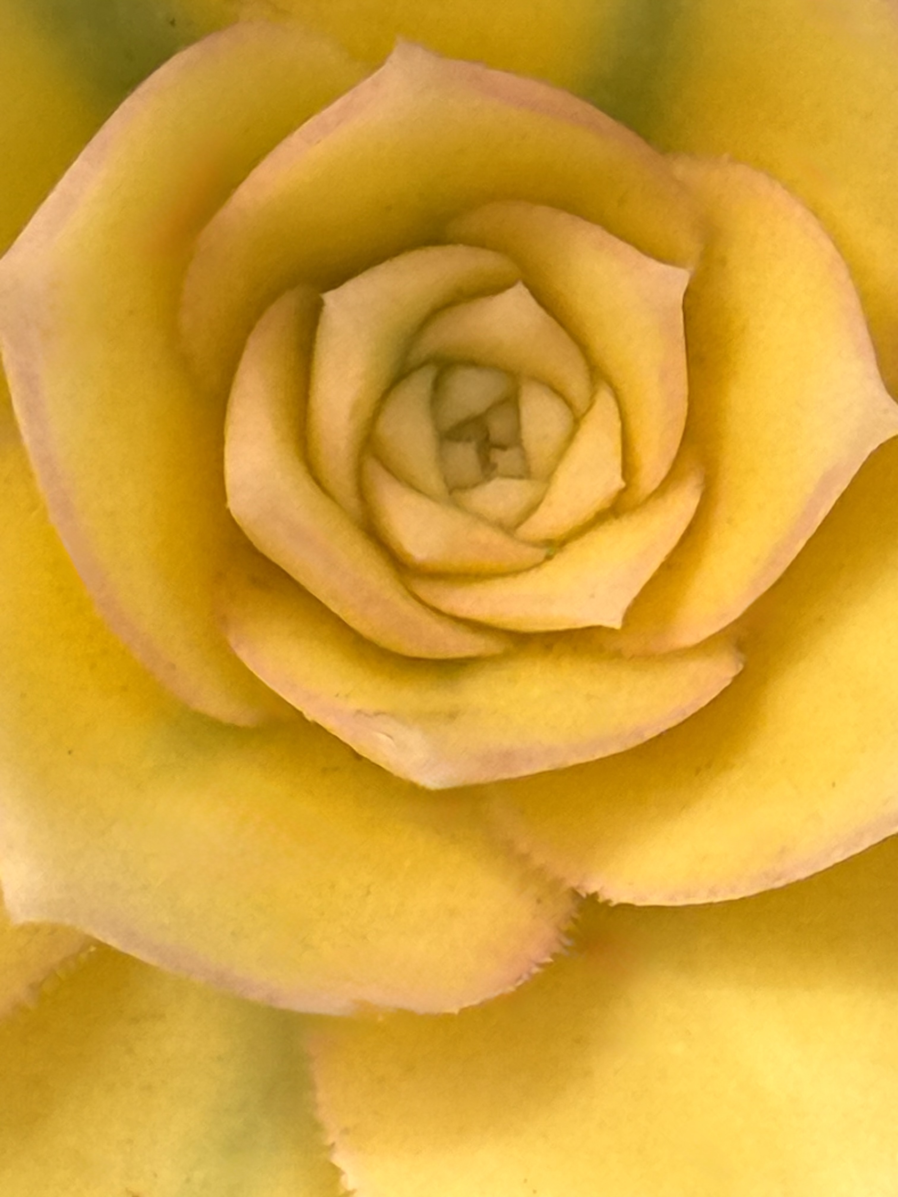 Gilded Bloom - Contemporary Succulent Botanical Fine Art Photography