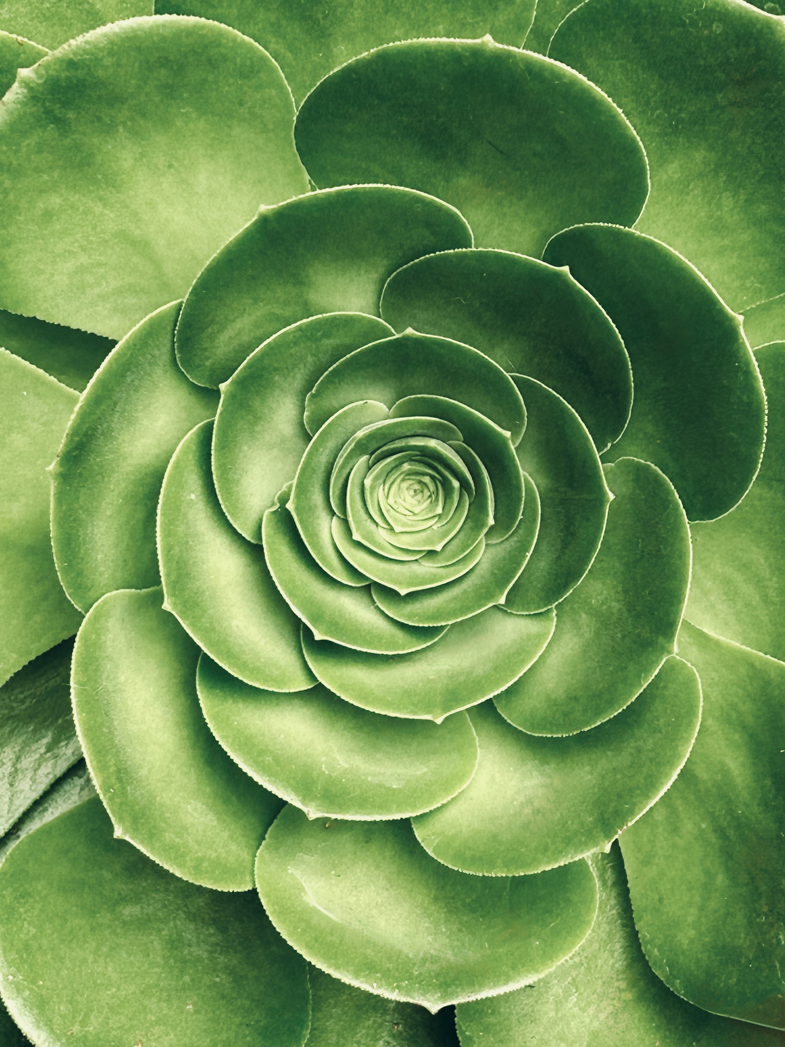 Emerald Spiral - Contemporary Succulent Botanical Fine Art Photography