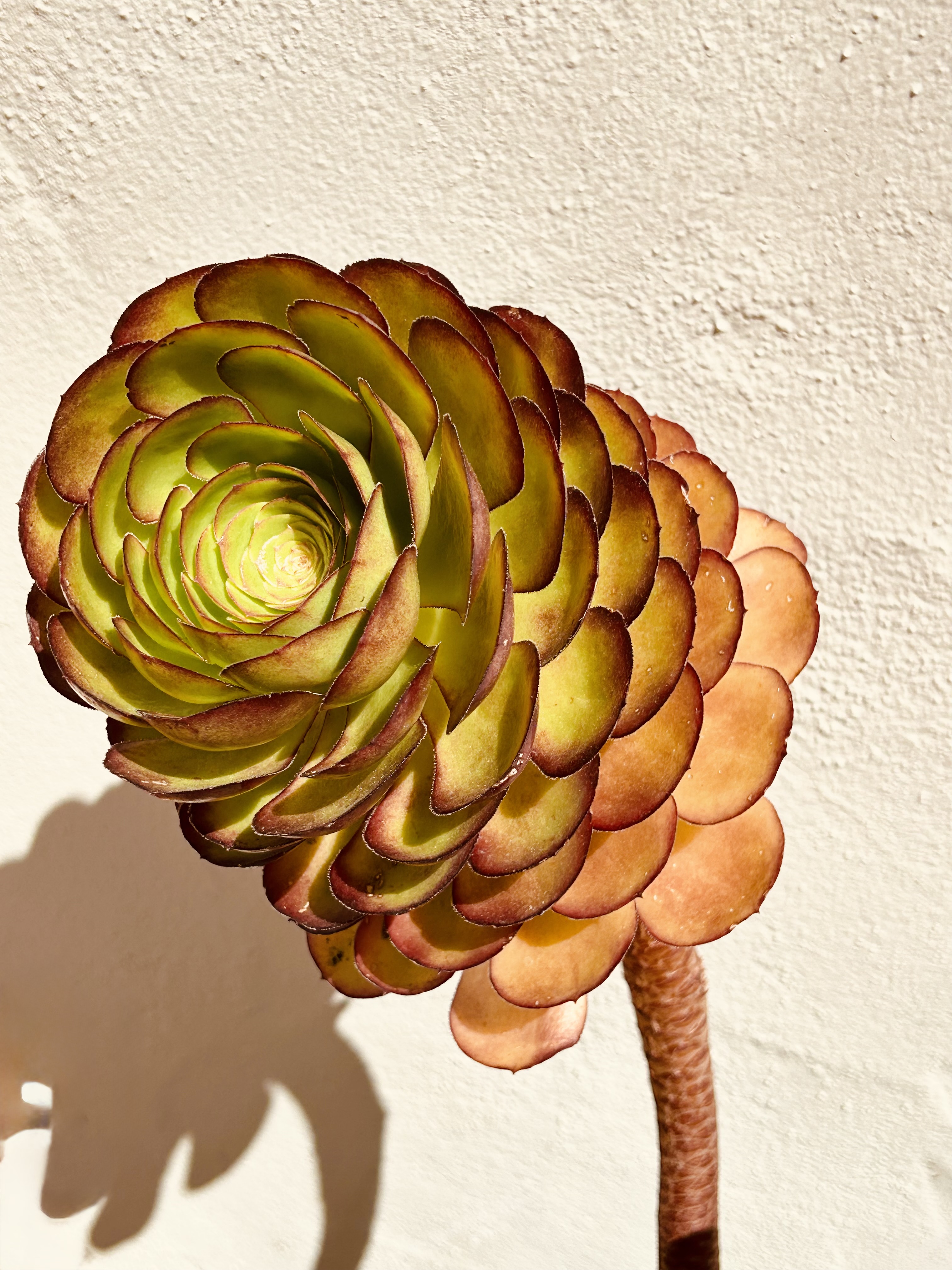 Silent Shadow - Contemporary Succulent Botanical Fine Art Photography