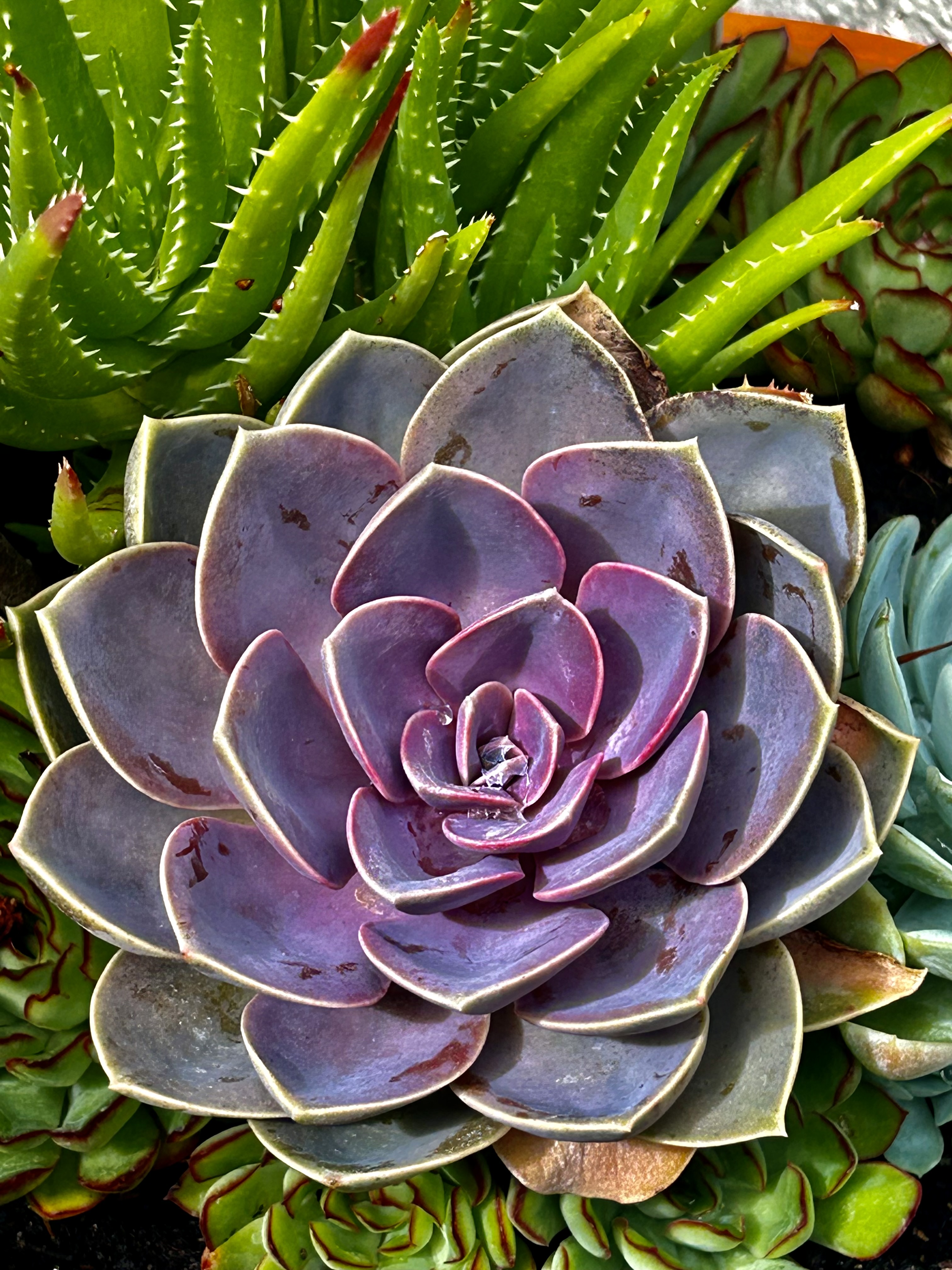 The Quiet Unfolding - Contemporary Succulent Botanical Fine Art Photography