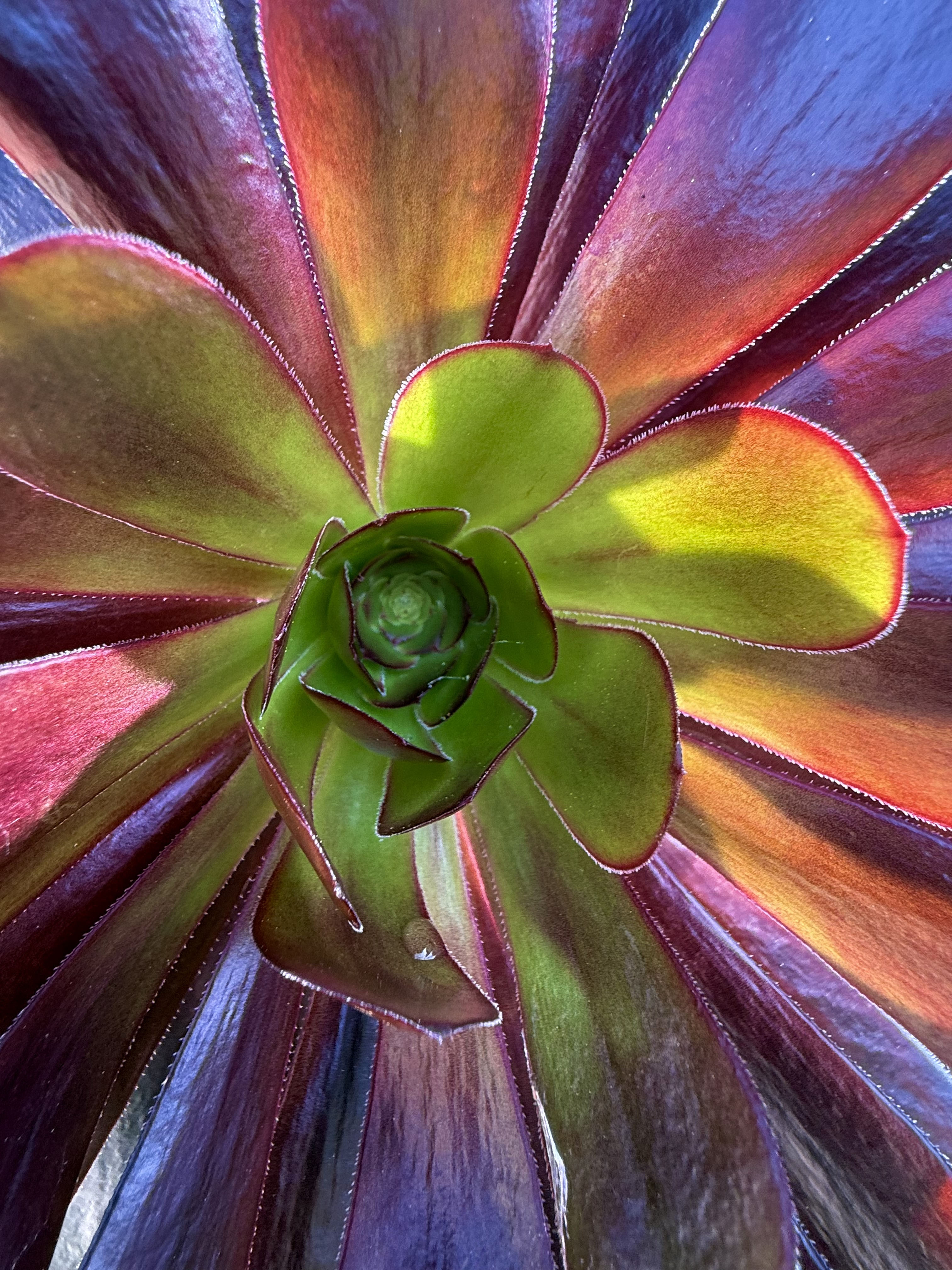 Garden Prism - Contemporary Colorful Succulent Botanical Fine Art Photography