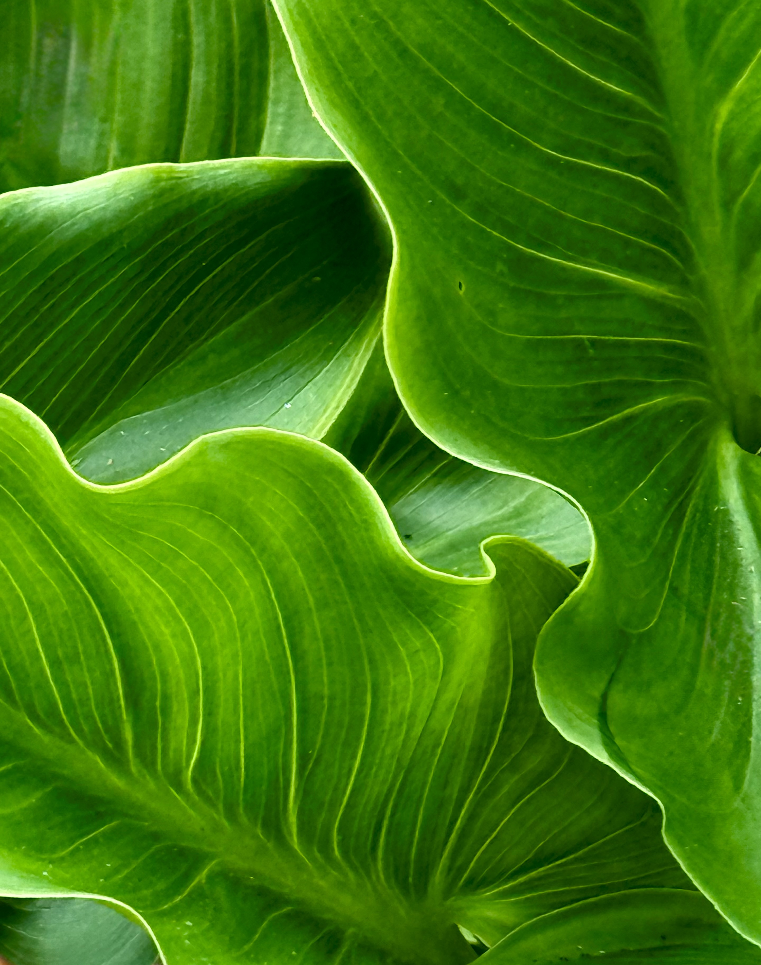 The Unfolding - Fotografia artistica contemporanea con soggetti botanici in tonalità di verde