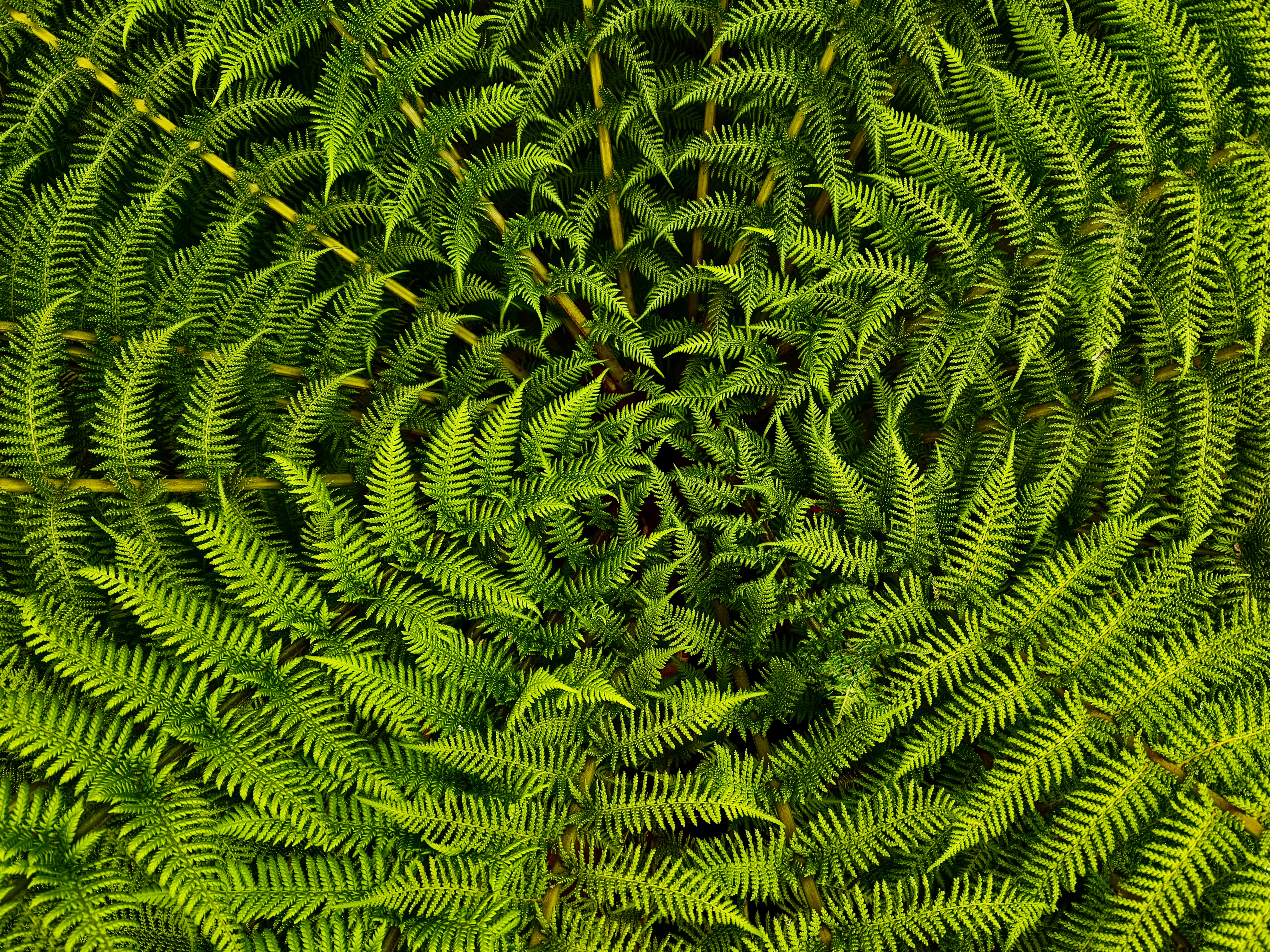 Green Vortex - Fotografía artística botánica contemporánea de helechos
