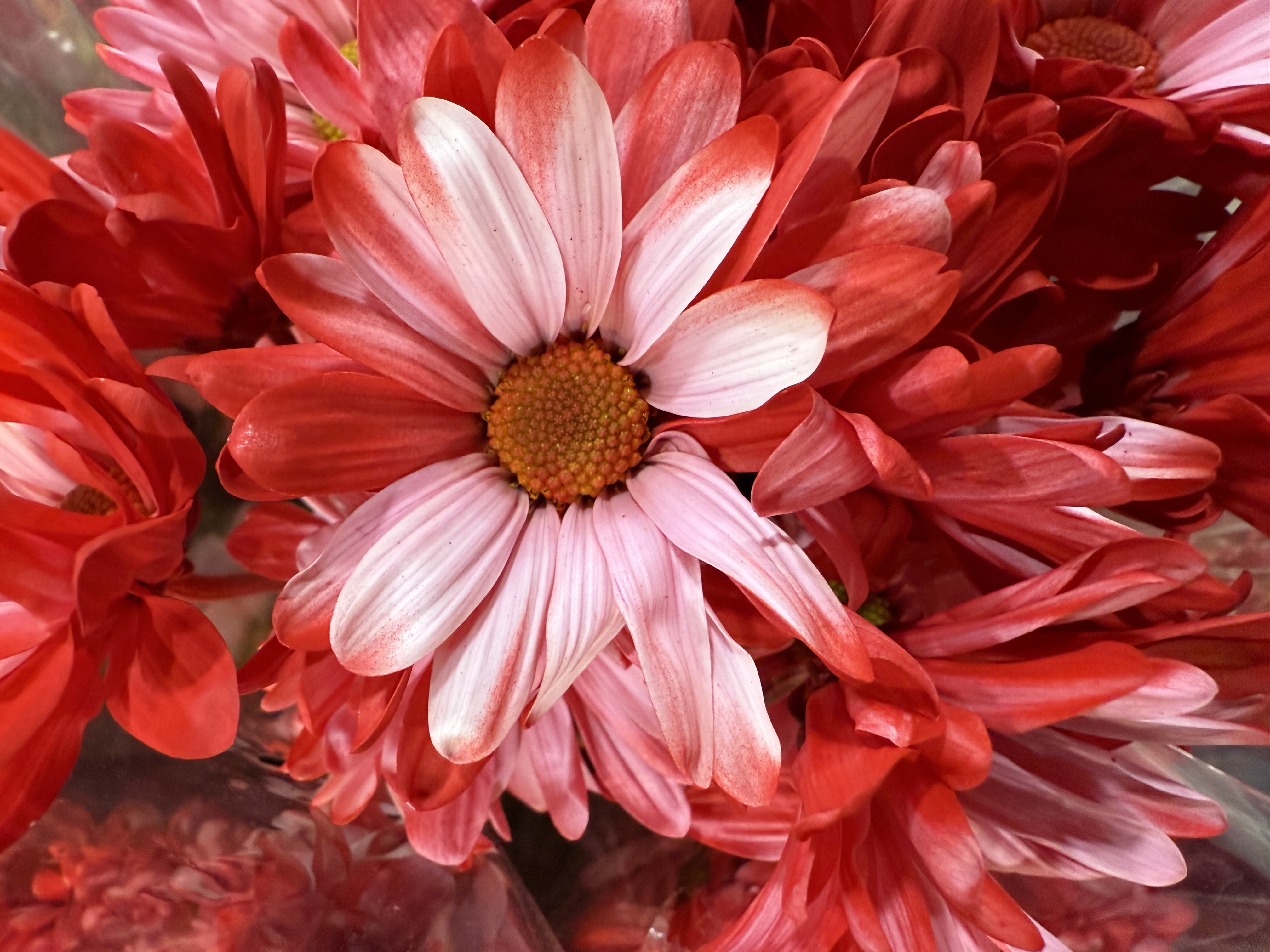 „Scarlet Petal Waltz“ – Zeitgenössische Fine-Art-Fotografie mit roten Blumen