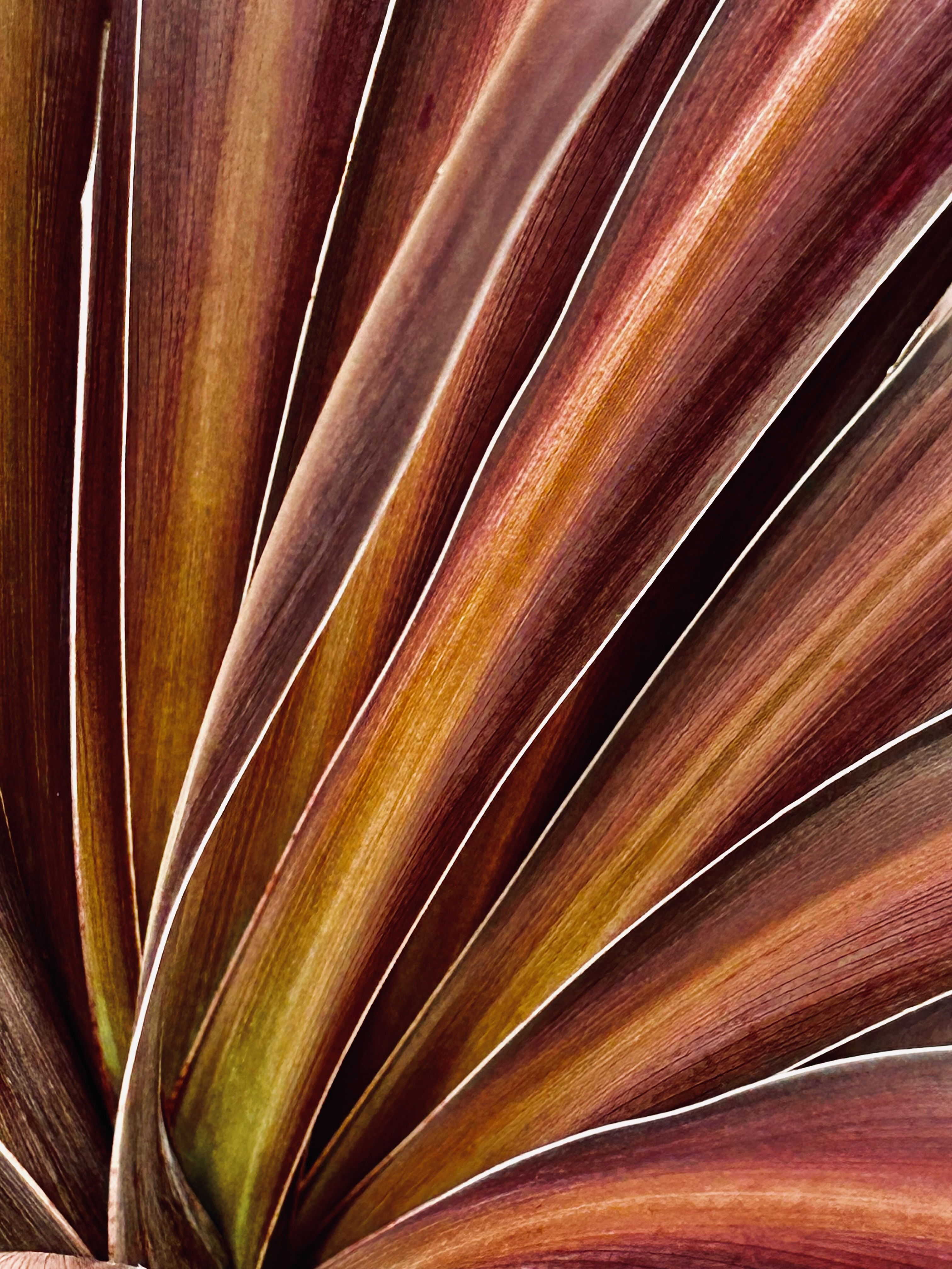 „Autumn Flame“ – Zeitgenössische abstrakte botanische Kunstfotografie
