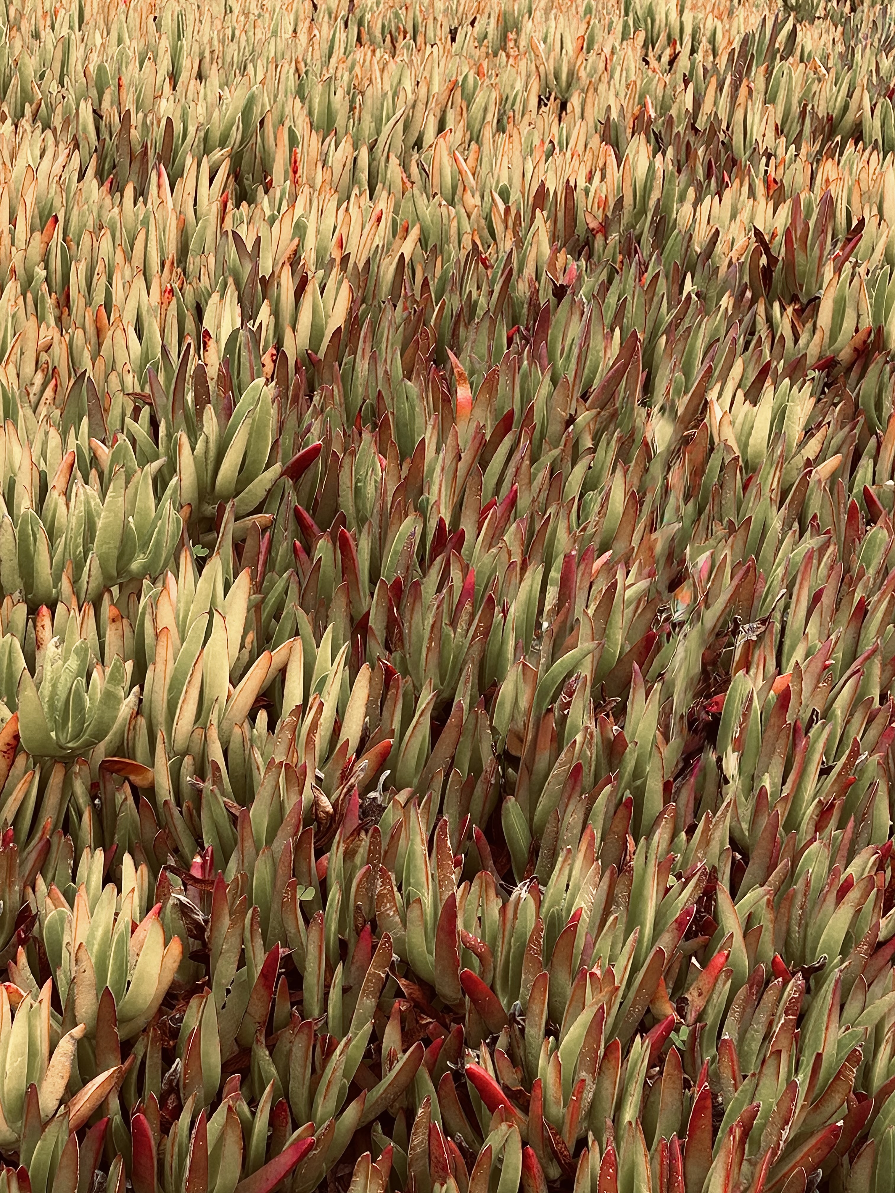„Field of Ember Tides“ – Zeitgenössische botanische Kunstfotografie
