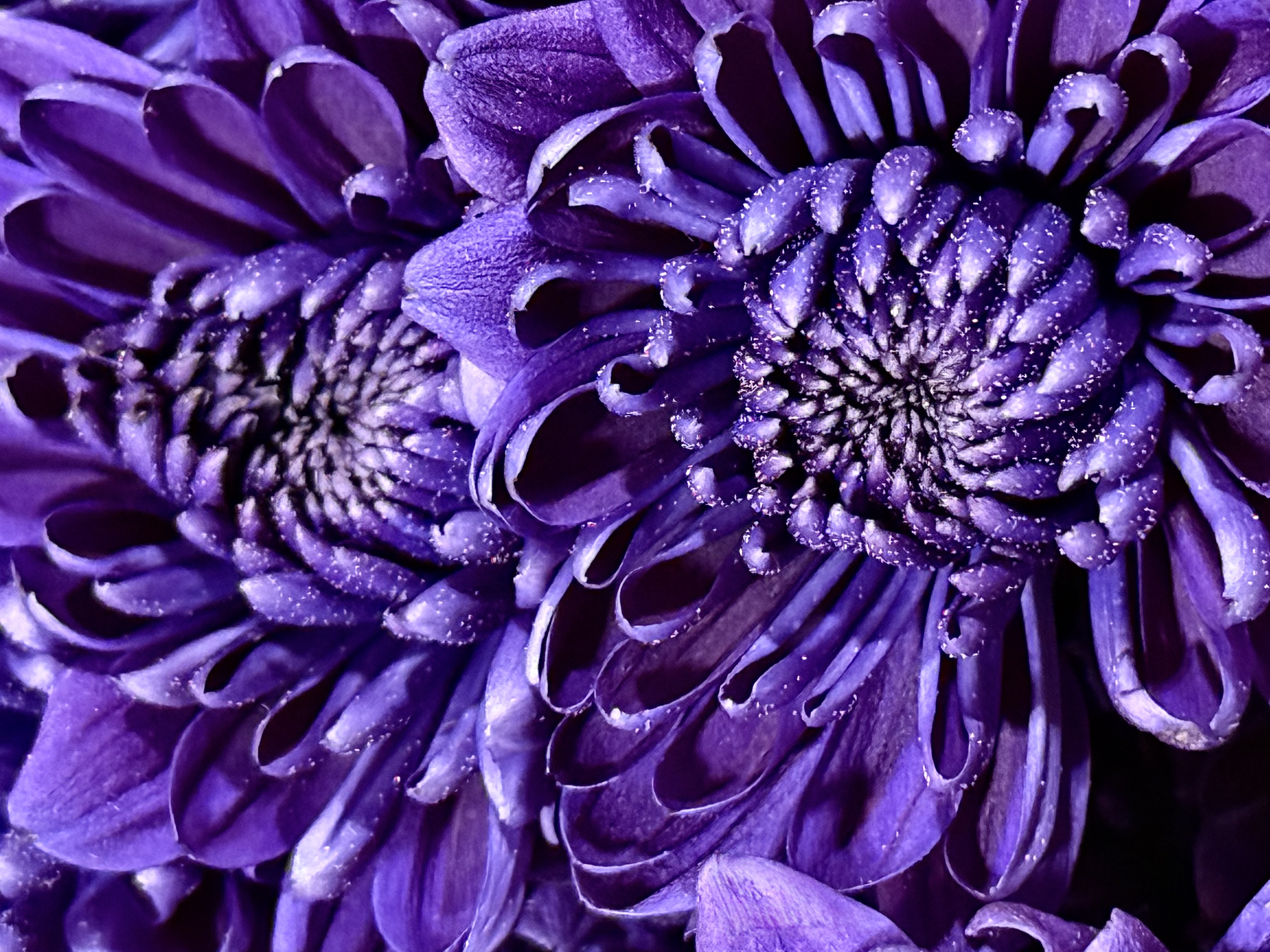 Velvet Night - Purple Floral Fine Art Photography
