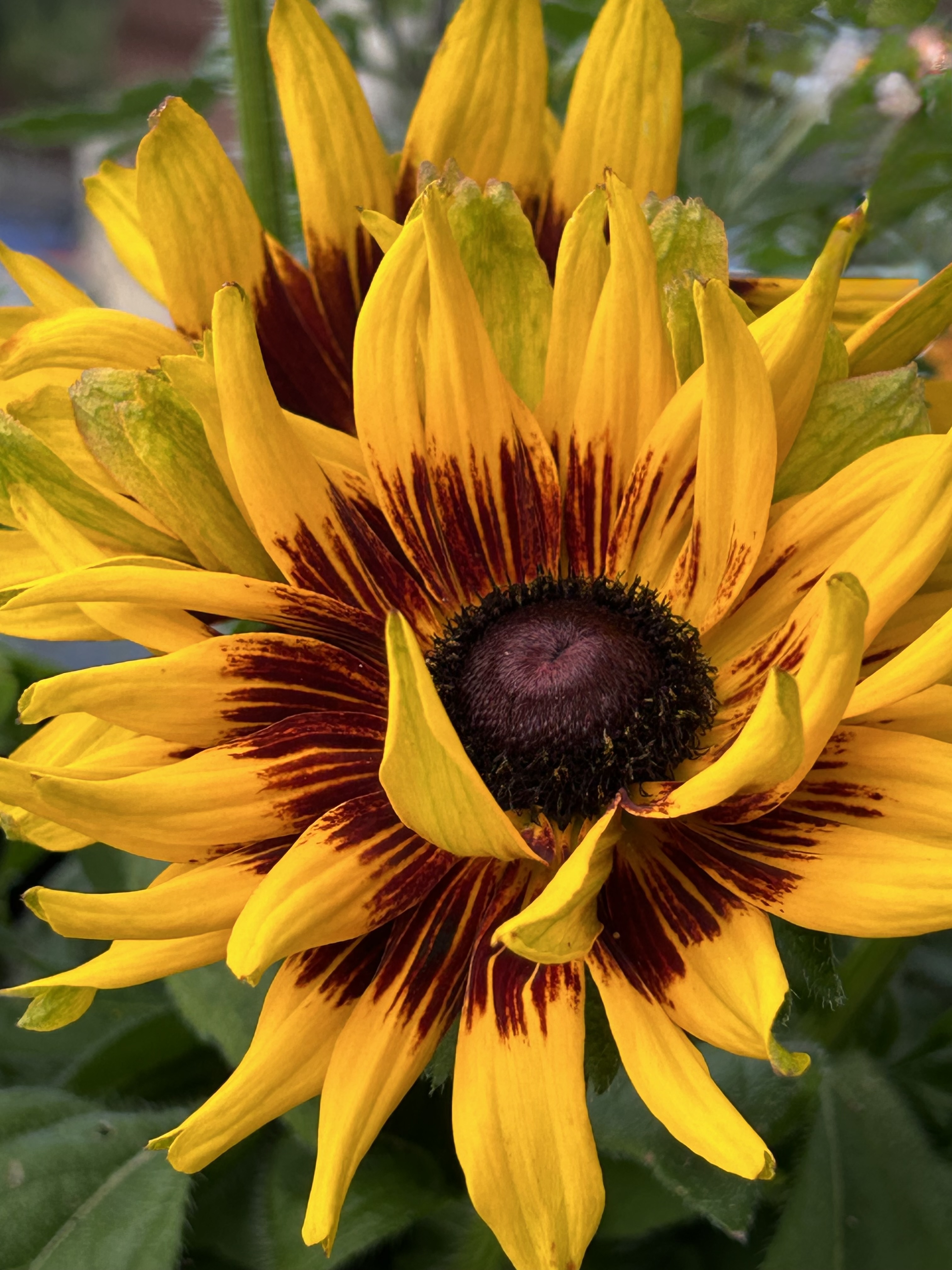 Wild Sunburst - Vibrant Yellow Floral Fine Art Photography