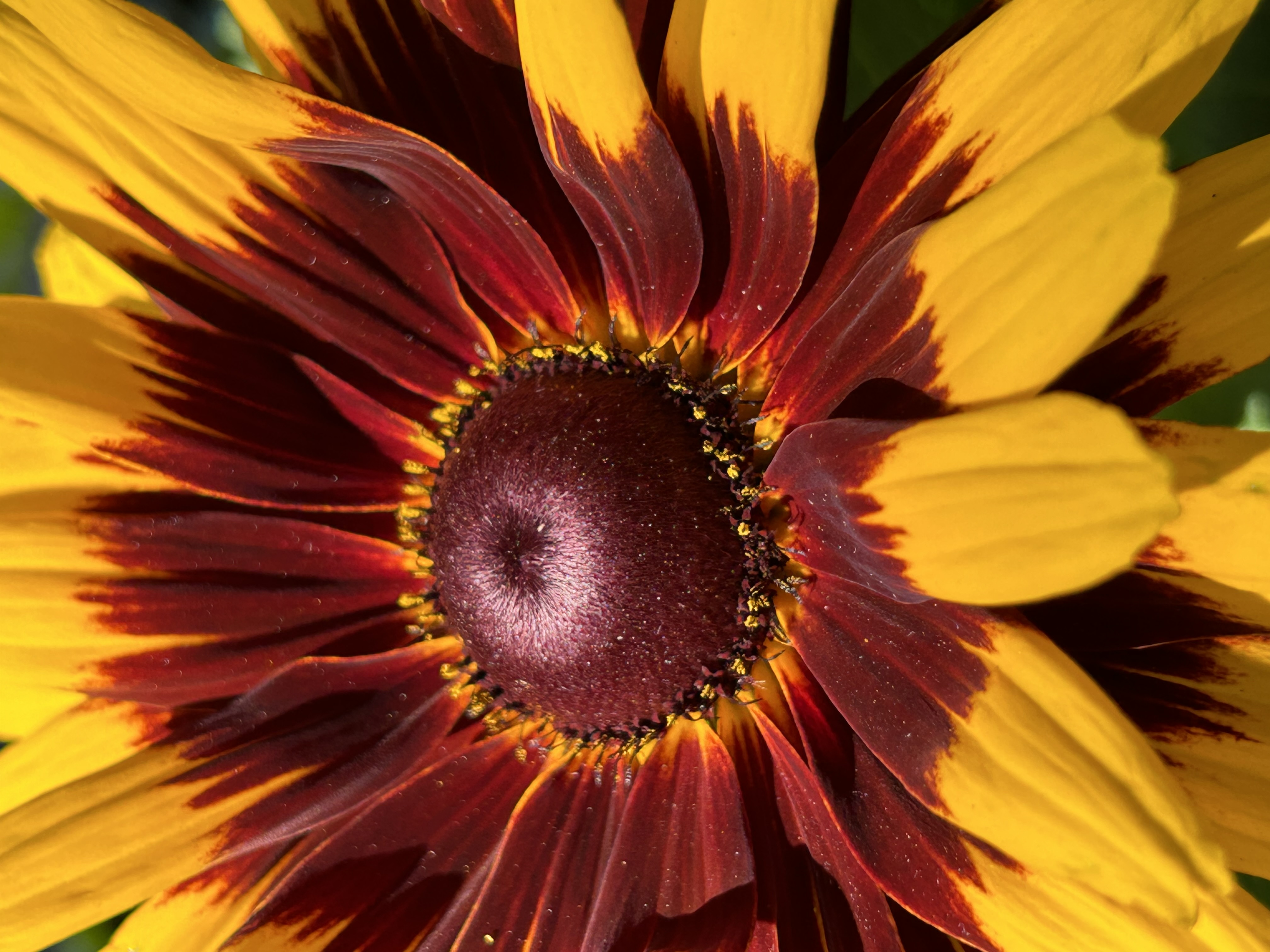„Radiant Inferno“ – Feurige Blumenfotografie als Kunstfotografie