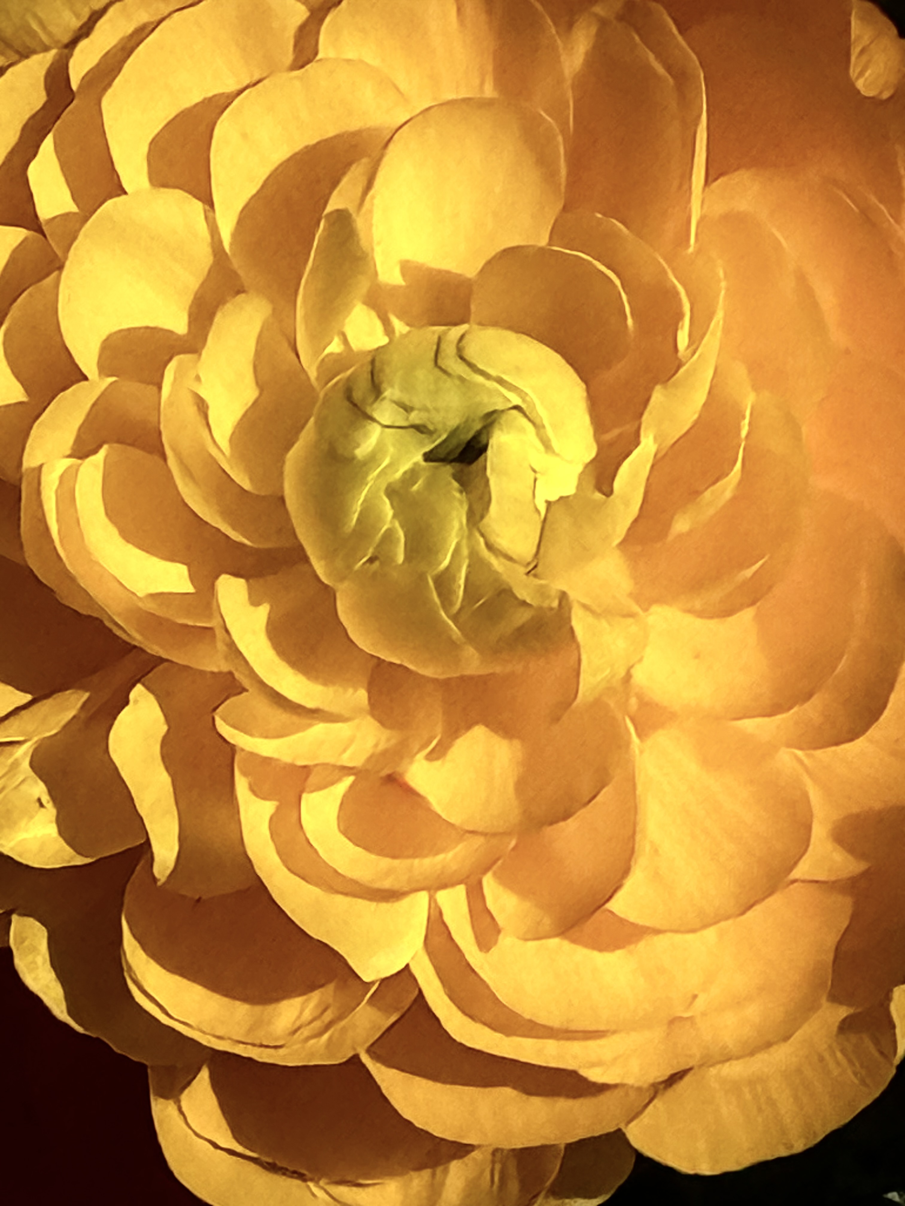 Strahlende Entfaltung – Goldene Blumen-Kunstfotografie