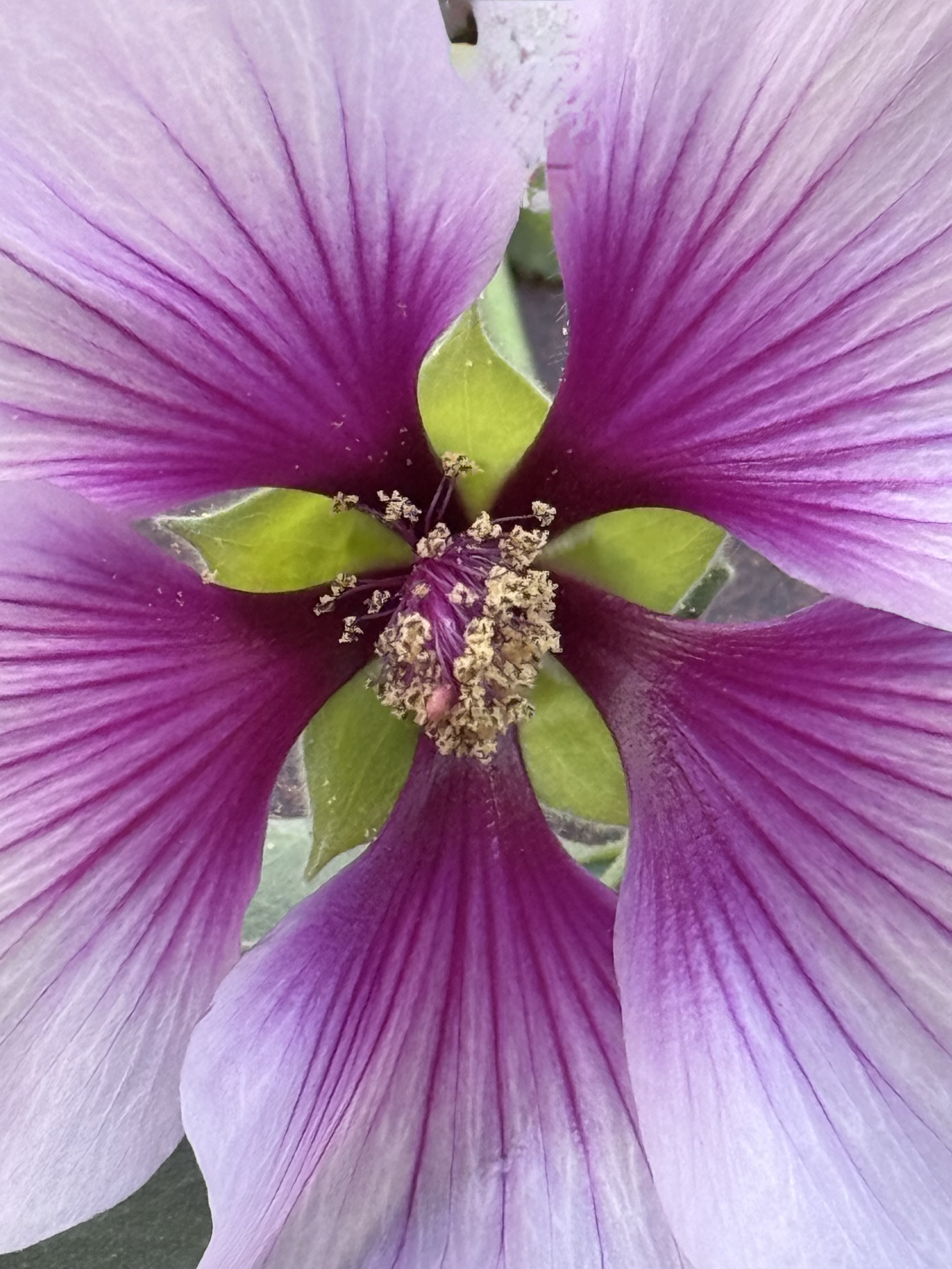 Simmetria in fiore - Fotografia artistica floreale viola