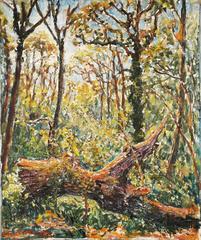 The tree trunk in the forest, 1953