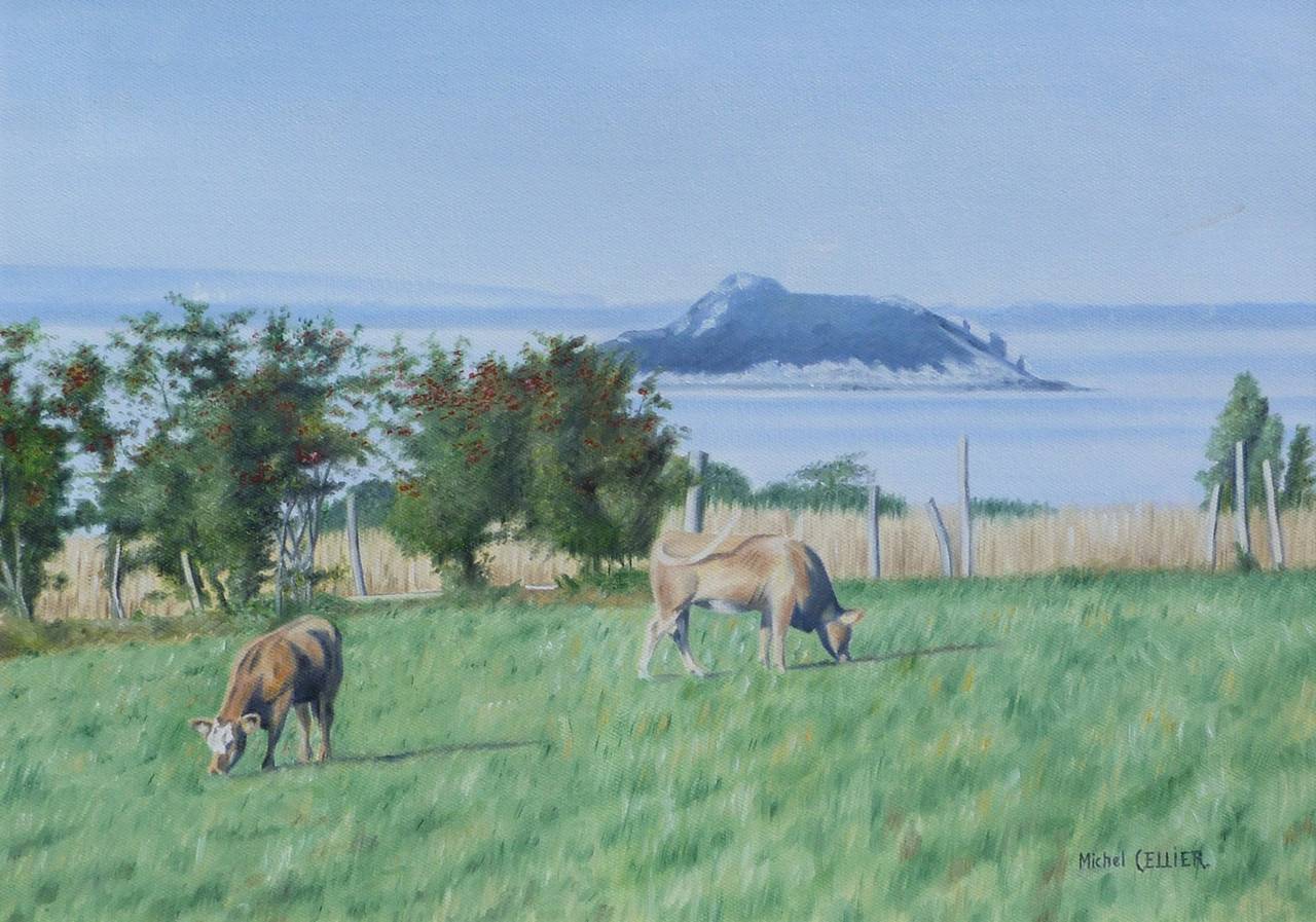 The Cows and the ilot de Tombelaine, Baie du Mont Saint-Michel - Painting by Michel CELLIER