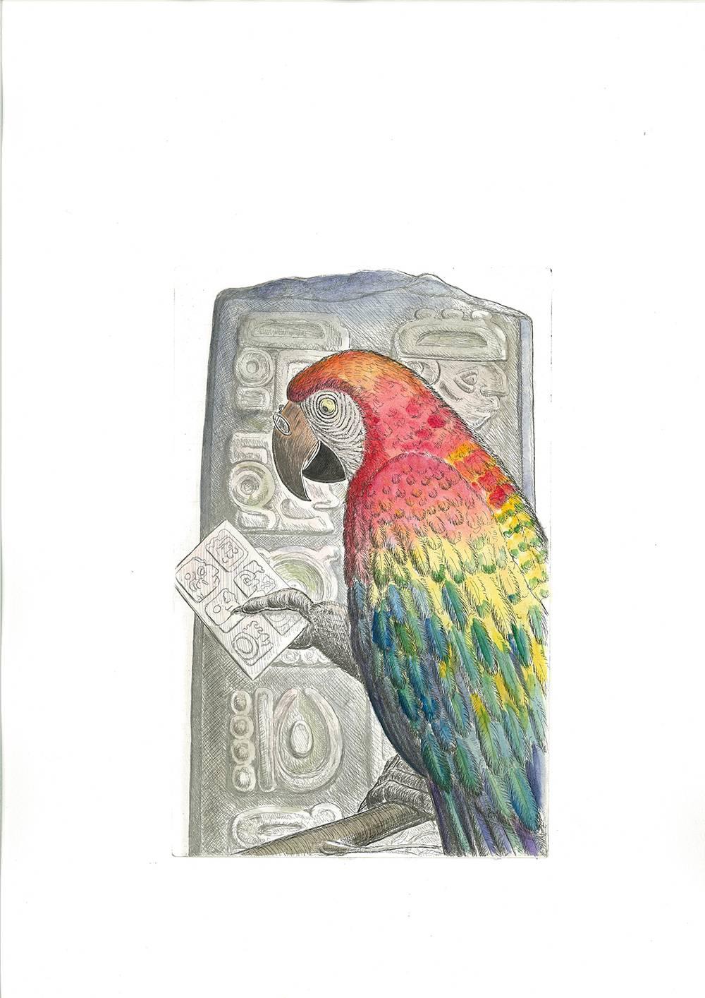 Scarlet Macaw, Honduras