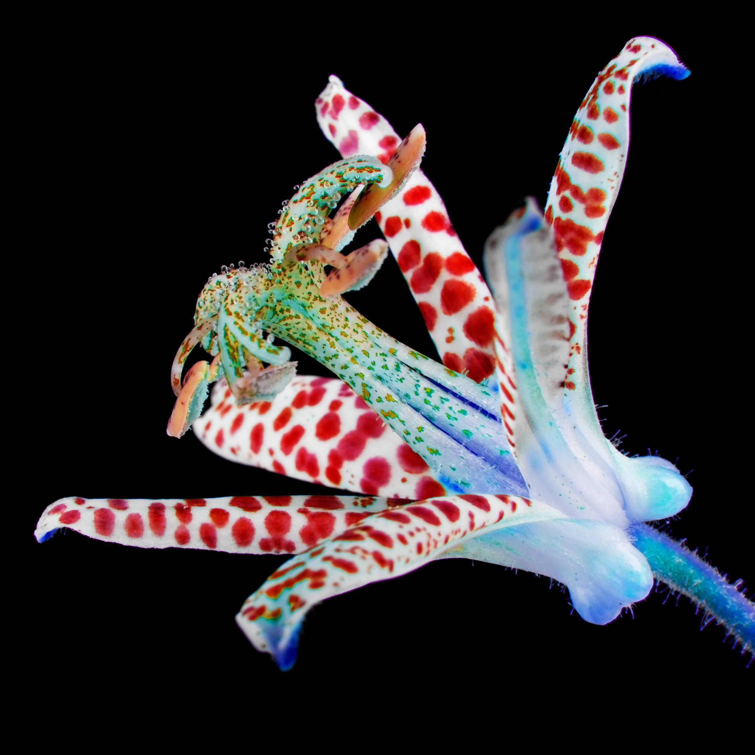 Howard Schatz Still-Life Photograph - Toad Lilly #24