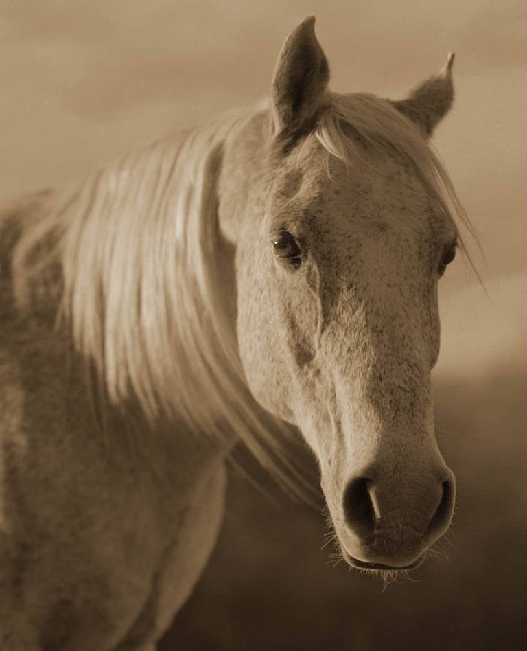 Michael Eastman Portrait Photograph - Horse #2
