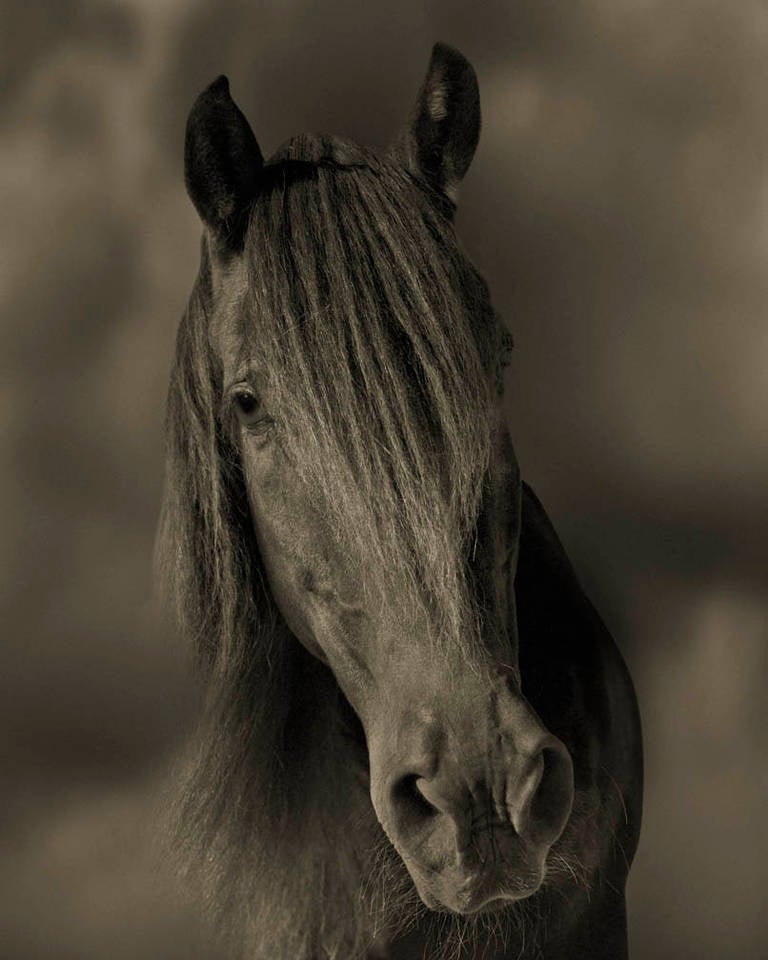 Michael Eastman Portrait Photograph - Horse #31