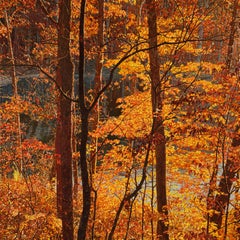 Thicket 42 Innsbrook, incorniciato