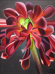 "Maroon Swoon, Aeonium"