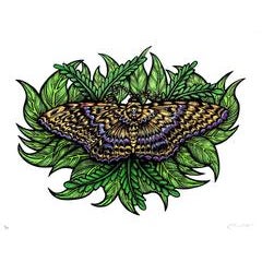 Black Witch Moth 4