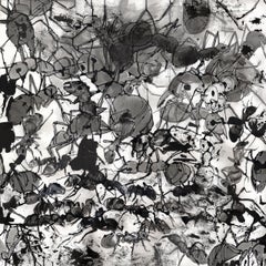 Ants, Contemporary Drawing of Insects